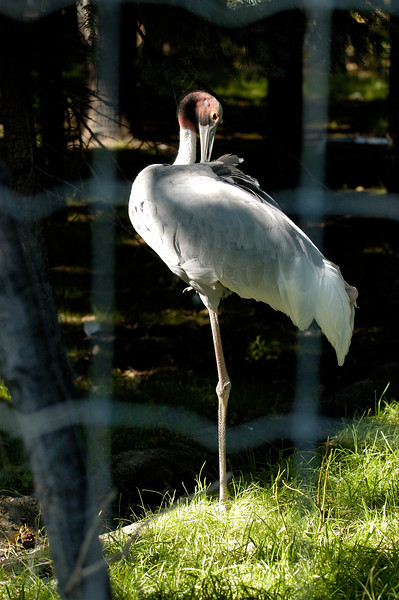 Calgary ZooAugust 2006