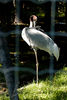 Calgary ZooAugust 2006