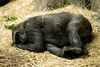 Calgary ZooAugust 2006